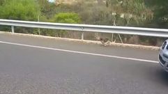 La desesperaci�n de un perro tras ser abandonado