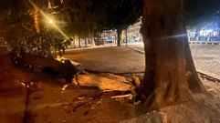 Rama desgajada del tronco�del tilo que cay�el martes de noche junto a un banco del Cant�n.