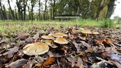 Setas en un monte del municipio de O Corgo 