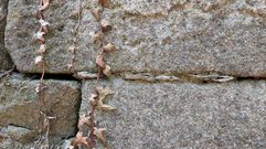 Las conchas de ostra asoman entre las piedras de las paredes de la capilla de san Miguel, en Tambo