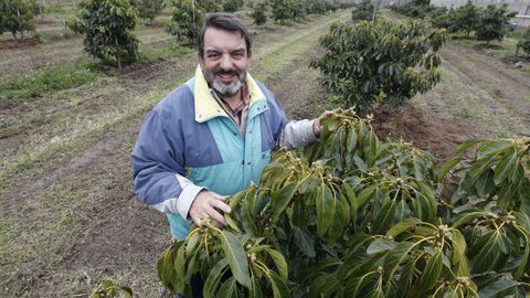 Aguacates en O Rosal. Juan �ngel en la finca de Cultivos Mi�otos, donde plantan aguacate y manzana de sidra.
