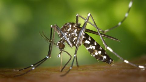 El mosquito tigre puede transmitir enfermedades como la causada por el virus del Nilo Occidental