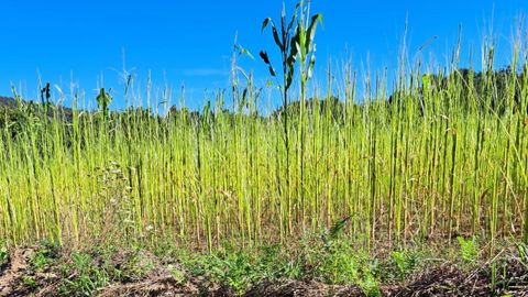 Maizal afectado por la rosquilla en la Costa da Morte