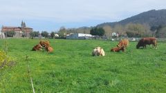 Las vacas del vecino de Iria (ahora tiene dos menos) pacen cerca de la iglesia de Iria