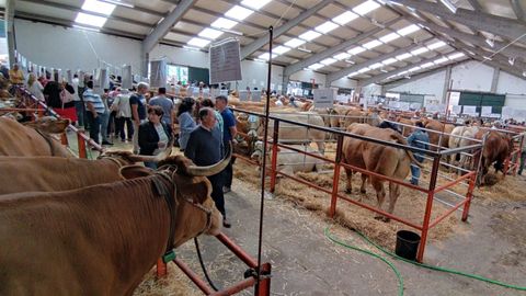 Concurso de ganado en A Fonsagrada