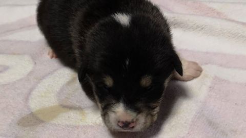 Kai, uno de los cachorros para los que BeneCane busca un hogar