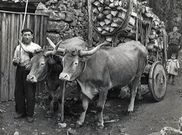 Jos� Mar�a dos Pi�eiros nos anos 50 do pasado s�culo. 