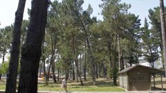 Algunos de los ejemplares de pino datan de principios del pasado siglo.