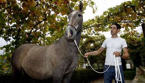 Pedro Nimo, que tiene en la actualidad seis ejemplares, es un apasionado de los caballos de pura raza espa�ola.