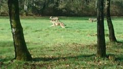 Lobos, como estos de Chantada, recorren los montes de buena parte de Galicia