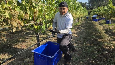 Un trabajador con un racimo este martes