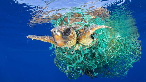 Instant�nea ganadora del primer premio individual World Press Photo en la categor�a de Naturaleza, captada por el fot�grafo espa�ol Francis P�rez en aguas de la isla de Tenerife, en las Islas Canarias