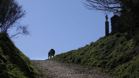 Un perro guarda el camino en las cercanas del Alto do Poio