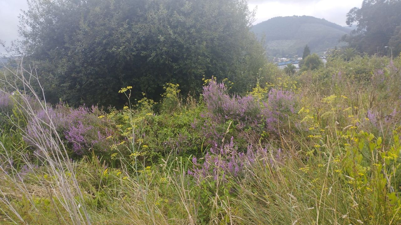 Una selva de maleza se come parte de la playa de Covas, en Viveiro