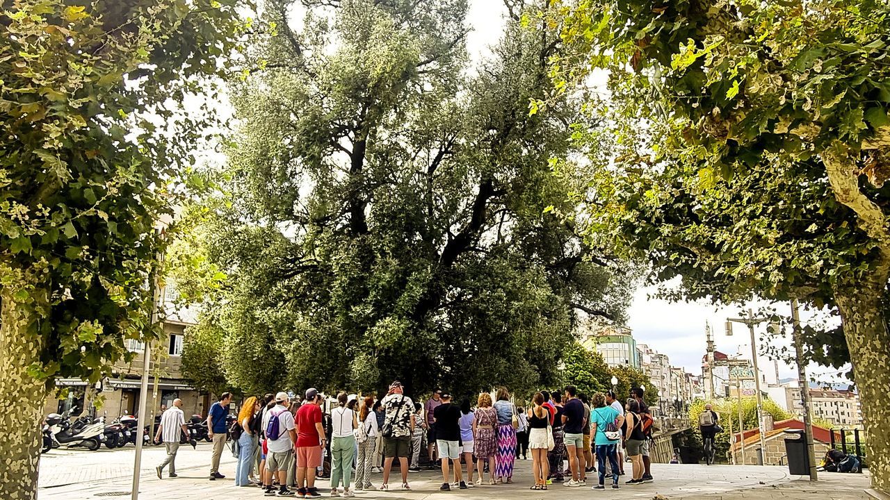 Xunta y Concello se acusan mutuamente de mentir sobre el olivo de Vigo