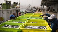 El cerco del noroeste no puede pescar bocarte de Fisterra al Miño desde el día 11, tras agotar en horas las 718 toneladas que tenía en esa zona hasta septiembre