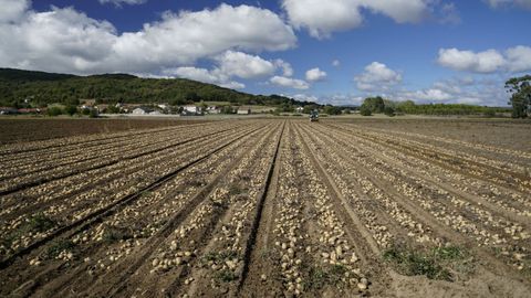 Recogida de patata en A Limia