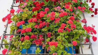 Los geranios son una flor ideal para el verano pues soportan altas temperaturas y la escasez de agua