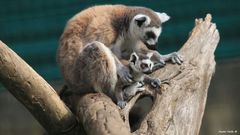 El lemur Julen, con su madre