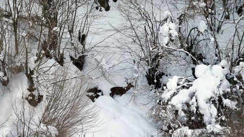 Un venado entre la nieve hoy en el concejo de Aller