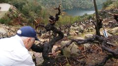 Terrazas v�ticolas de la margen derecha del Sil en la parroquia de Barantes, en Sober, uno de los lugares selecionados para intentar determinar la antig�edad de estas estructuras