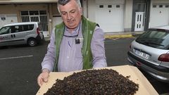 Isidro Rodríguez, de la empresa carballesa Plaguiber, muestra algunas de las velutinas capturadas en los últimos días.