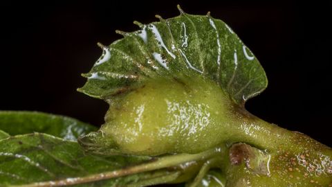 
Este proceso hace que el �rbol pierda muchas hojas, lo que reduce su capacidad para realizar la fotos�ntesis y perjudica la producci�n de casta�as y la calidad de la madera