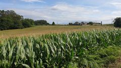 Imagen exterior de la finca Riobarba, en la que el ma�z sigue siendo un cultivo muy destacado
