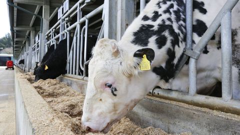 Fontao tiene toros con los que se consigue mejorar la capacidad gentica de explotaciones