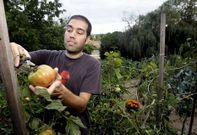 Rafael Corral, recollendo a s�a colleita de tomates ecol�xicos