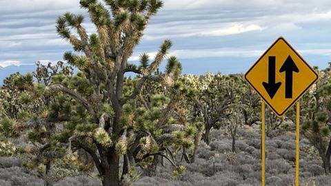 �rbol de Josu�. En mitad del desierto hay un bosque de esta especie.
