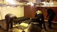 Desmantelan en O Rosal un antiguo taller convertido en �superinvernadero� de marihuana