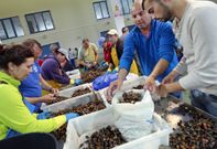 Unos 140 percebeiros de Agui�o est�n faenando en las concesiones del p�sito. 