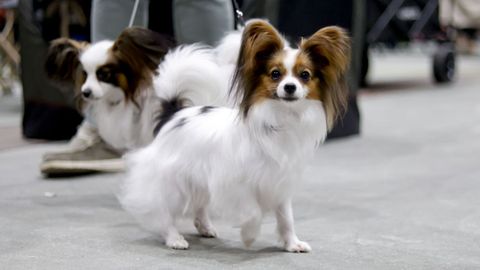 Exposici�n Canina de Galicia en Lugo