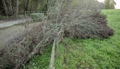 Algunos de los �rboles cortados en el paseo y que se destinar�n a esta iniciativa. 