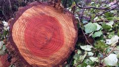 Como los seres humanos, los �rboles cuentan su vida por a�os, y la van registrando en anillos de crecimiento