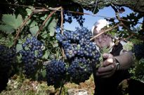 El bodeguero Antonio Saborido prev� producir m�s de tres mil litros de vino tinto. 