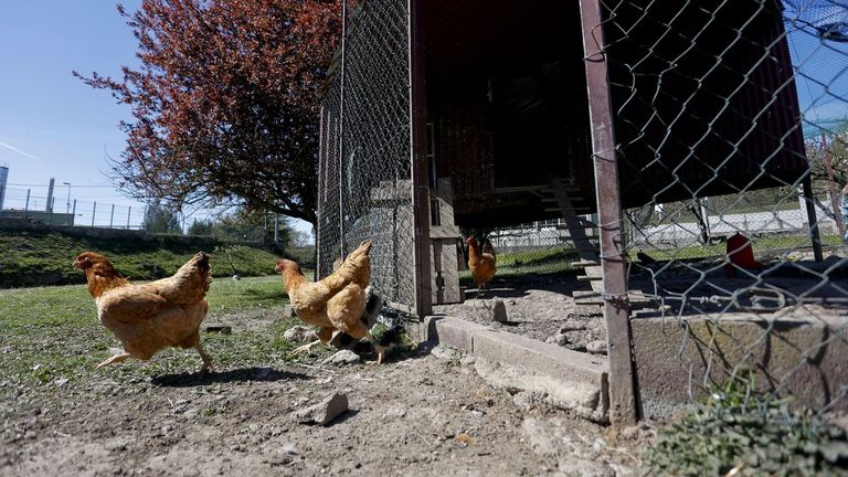 Imagen de unas gallinas en su primer paseo fuera del corral en el que han estado durante cuatro meses