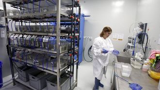La investigadora Marina Pampn, ayer en las instalaciones del CEBIOVET con las peceras de los peces cebra