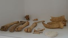 Restos de huesos hallados en la excavaci�n del Mitreo de Lugo y que se exponen en el museo de la Domus