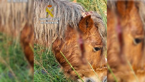 Imagen del caballo herido que fue detectado por la Guardia Civil