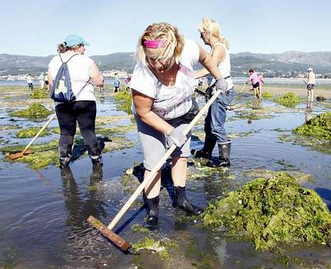 Algunas algas producen mol�culas fotosensibles que se usan en la optogen�tica