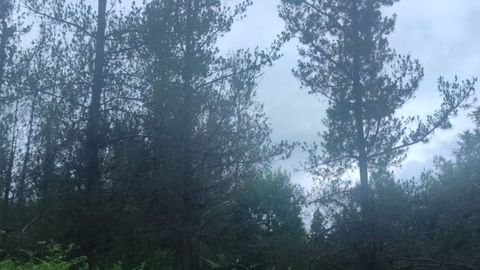 Pinos del municipio de Castroverde afectados por la banda marrón 