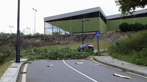El viento tumba un �rbol y corta la carretera de Olivares (Oviedo).El viento tumba un �rbol y corta la carretera de Olivares (Oviedo)