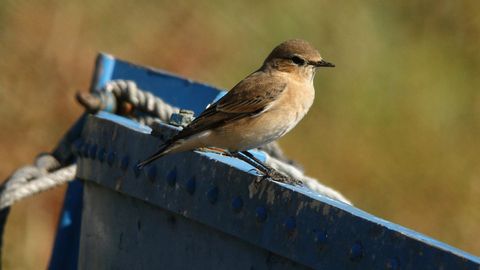 Mosquitero com�n o picafollas (Phylloscopius collybita)