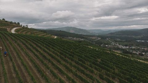 Viedos de O Ribeiro en Ribadavia