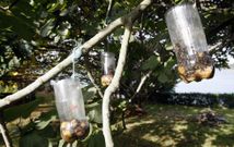Trampas caseras para capturar avispas velutina colocadas en �rboles en Area, en Viveiro. 