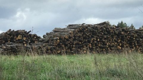 La madera incautada por la Guardia Civil en B�veda