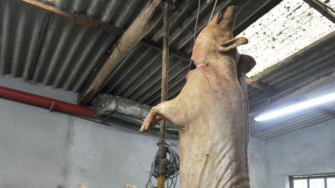 Las matanzas están muy presentes en muchas comarcas gallegas