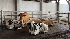 Imagen de archivo de unas vacas